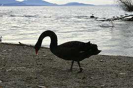 Black Swan