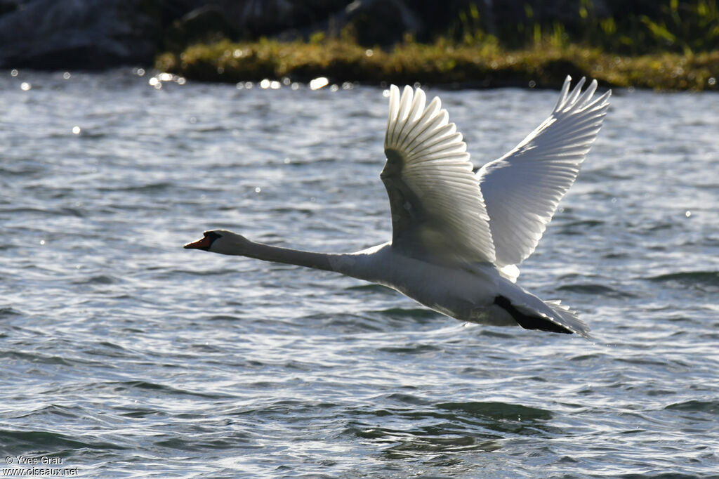 Cygne tuberculé