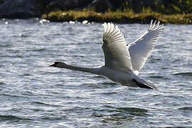 Cygne tuberculé