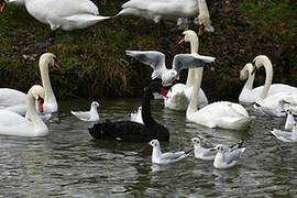 Mute Swan