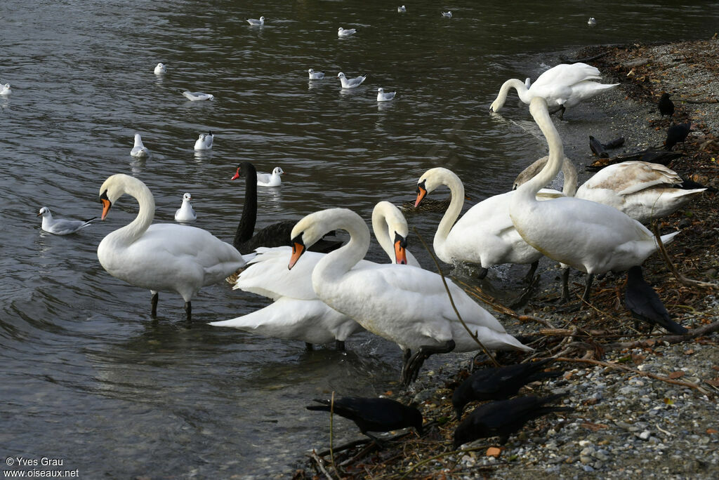 Cygne tuberculé