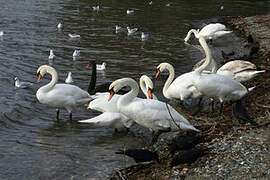 Cygne tuberculé