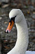 Cygne tuberculé