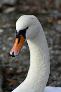 Cygne tuberculé