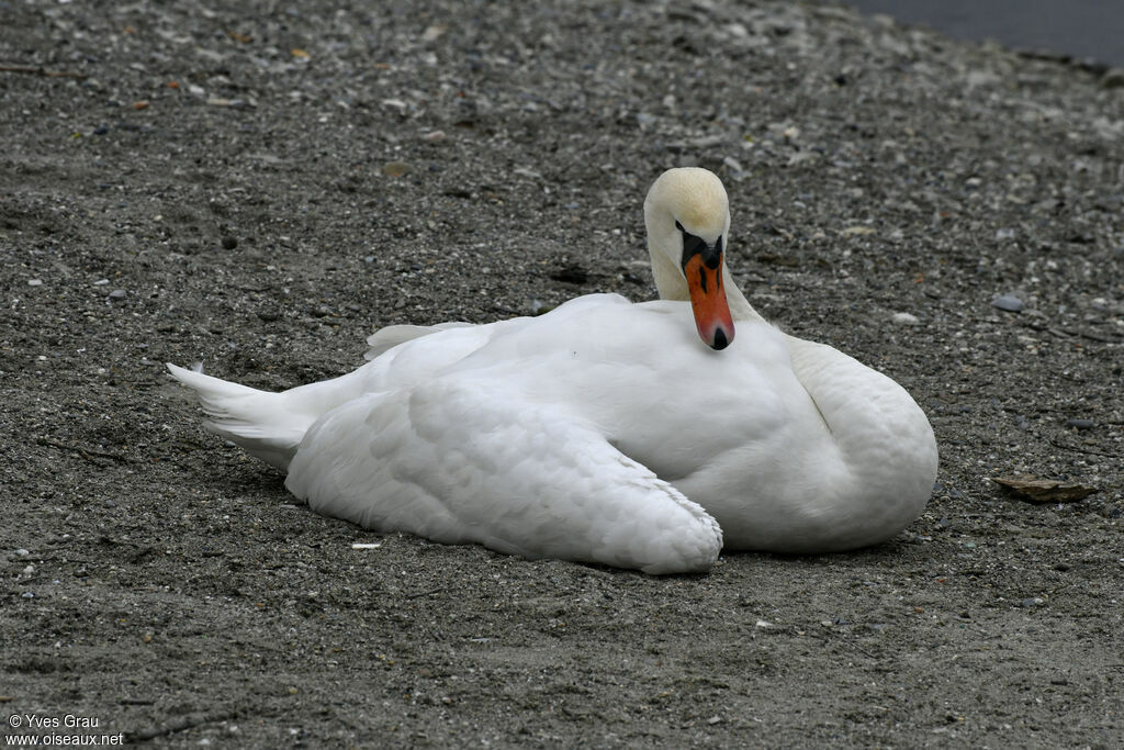 Cygne tuberculé