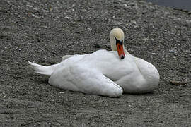 Cygne tuberculé