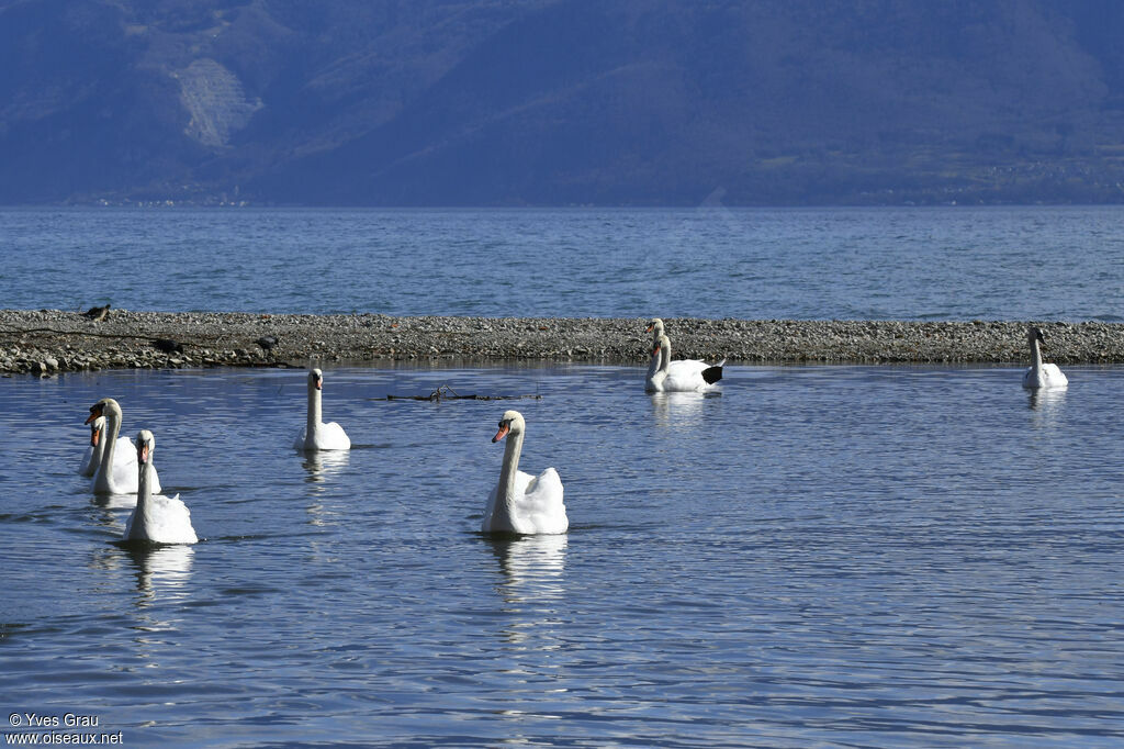 Mute Swan