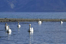 Cygne tuberculé