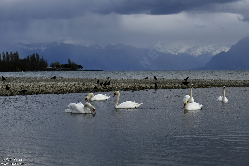 Cygne tuberculé