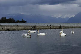 Cygne tuberculé