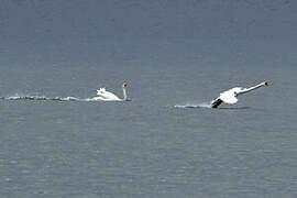 Mute Swan