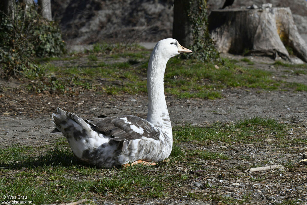 Cygne tuberculé