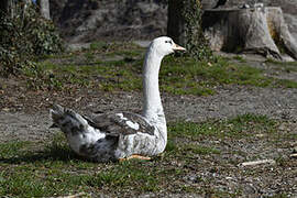 Cygne tuberculé