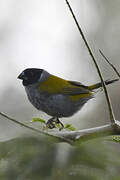 White-collared Oliveback