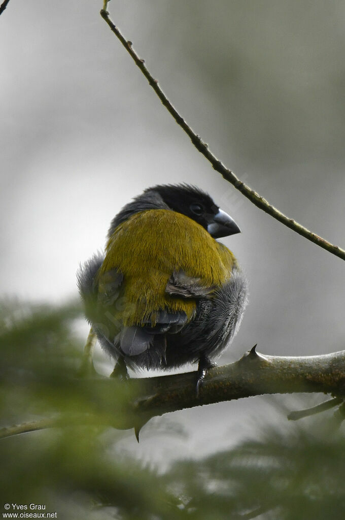 White-collared Oliveback