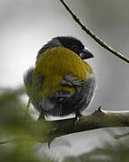 White-collared Oliveback