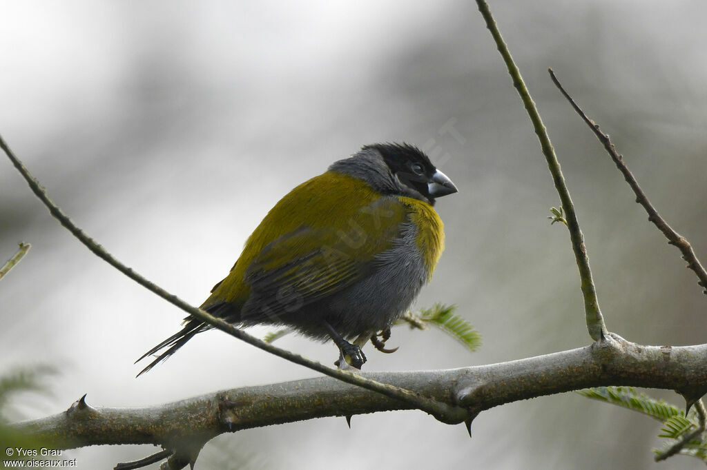 White-collared Oliveback