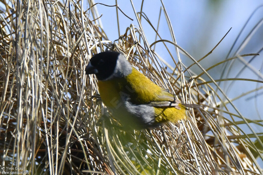 White-collared Oliveback