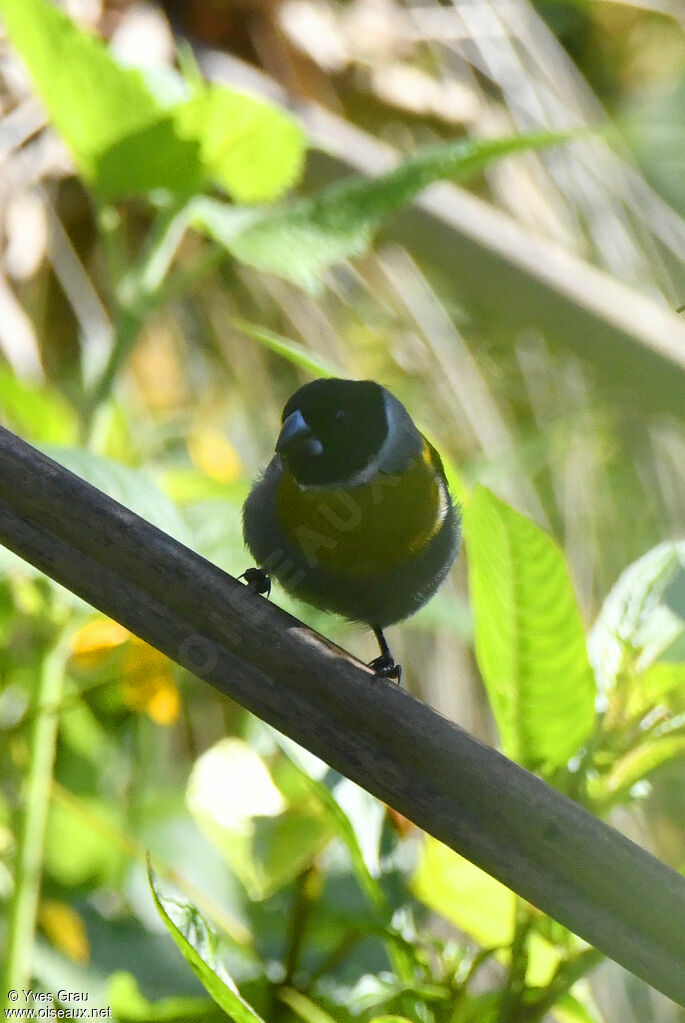 Dos-vert à collier