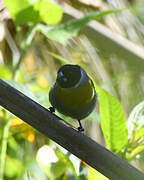 White-collared Oliveback