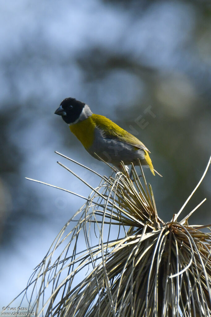 White-collared Oliveback