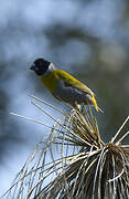 White-collared Oliveback