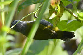 White-collared Oliveback