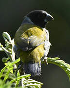 White-collared Oliveback