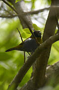 White-collared Oliveback