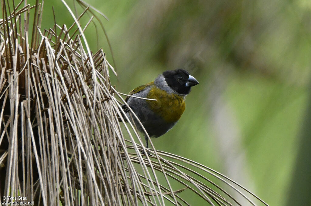 White-collared Oliveback