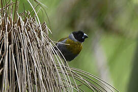 White-collared Oliveback