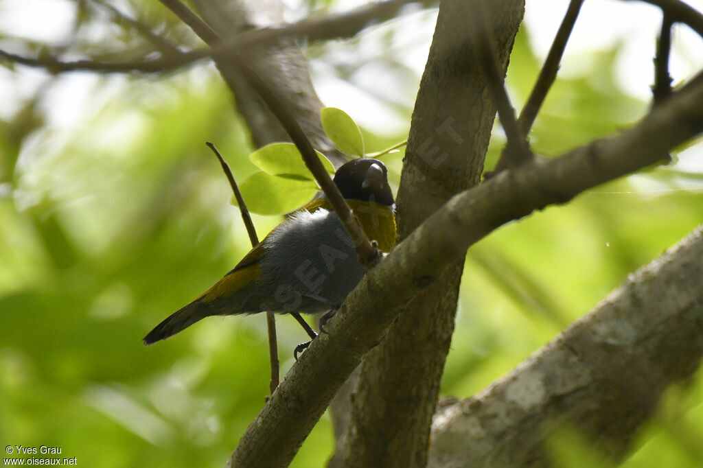 White-collared Oliveback