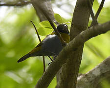 White-collared Oliveback