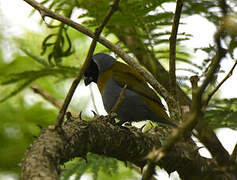 White-collared Oliveback