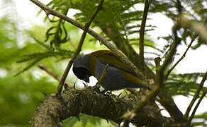 White-collared Oliveback