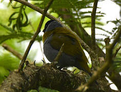 White-collared Oliveback