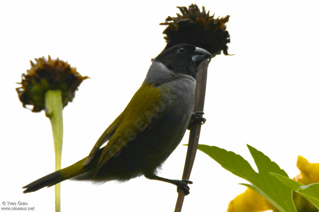 White-collared Oliveback