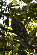 Grey Cuckooshrike