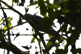 Grey Cuckooshrike