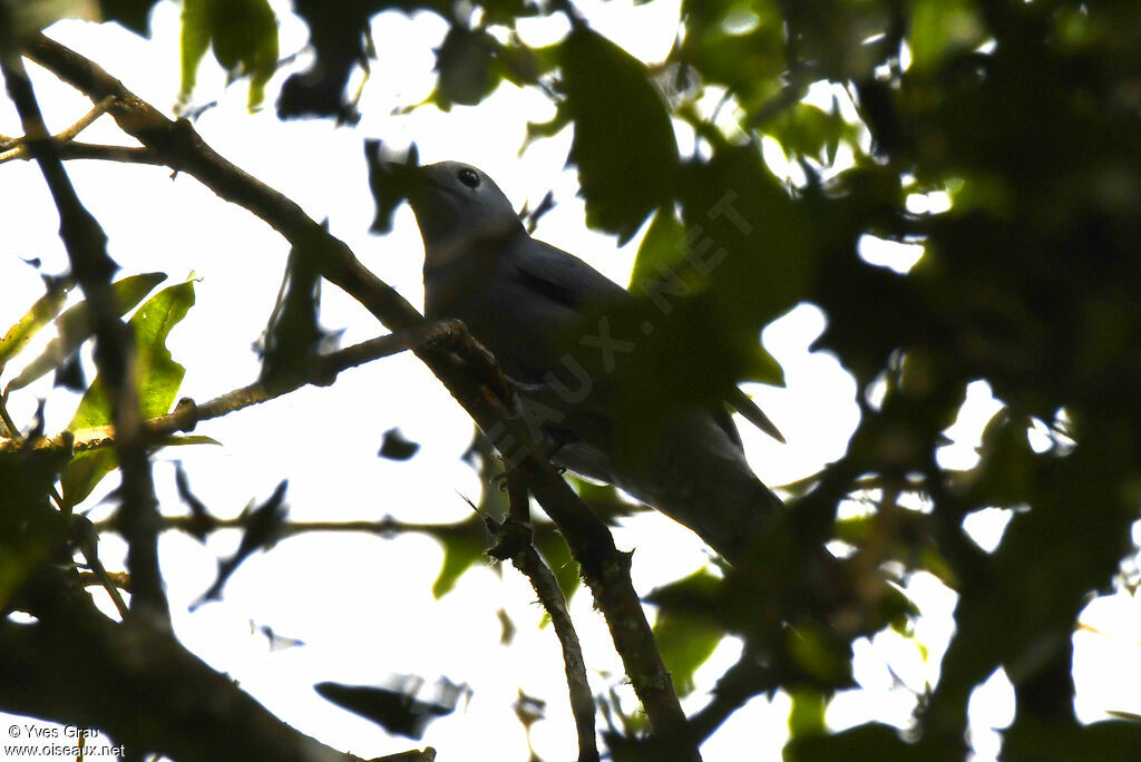 Grey Cuckooshrike