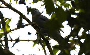 Grey Cuckooshrike