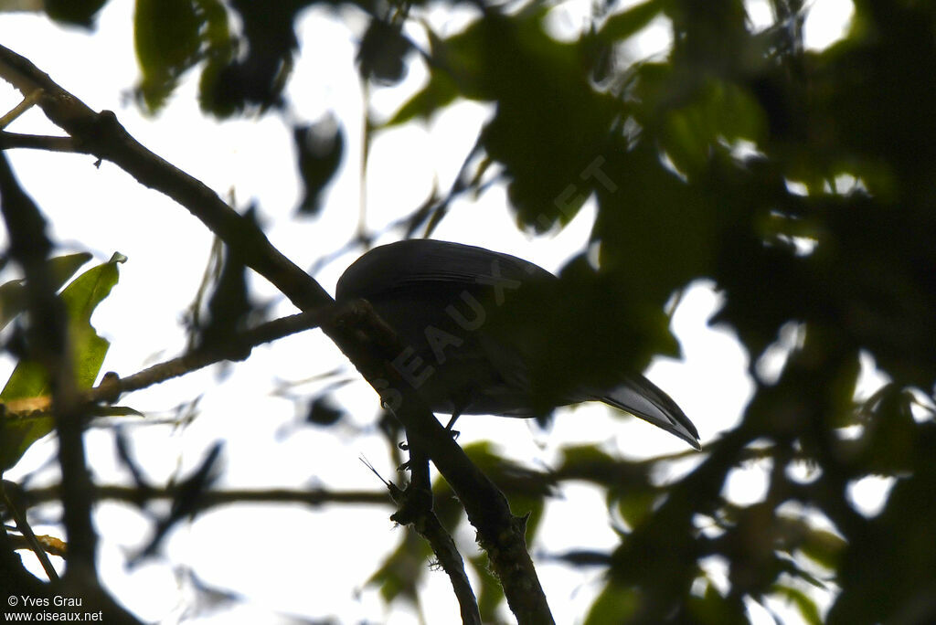 Grey Cuckooshrike