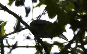 Grey Cuckooshrike