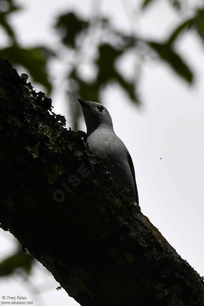 Échenilleur gris