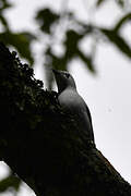 Grey Cuckooshrike