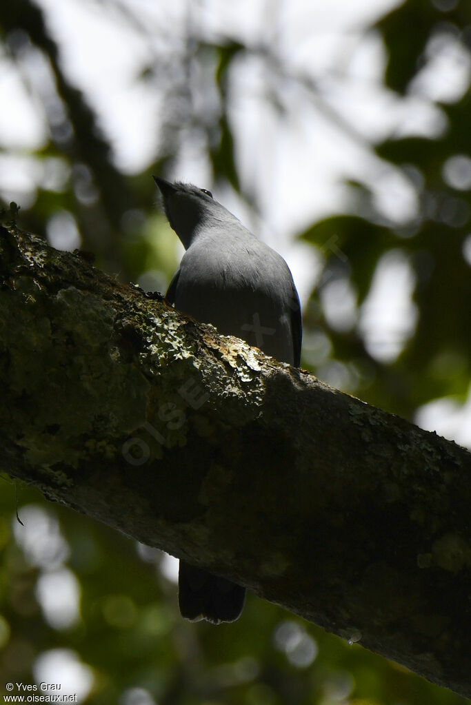 Échenilleur gris