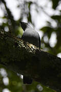 Grey Cuckooshrike