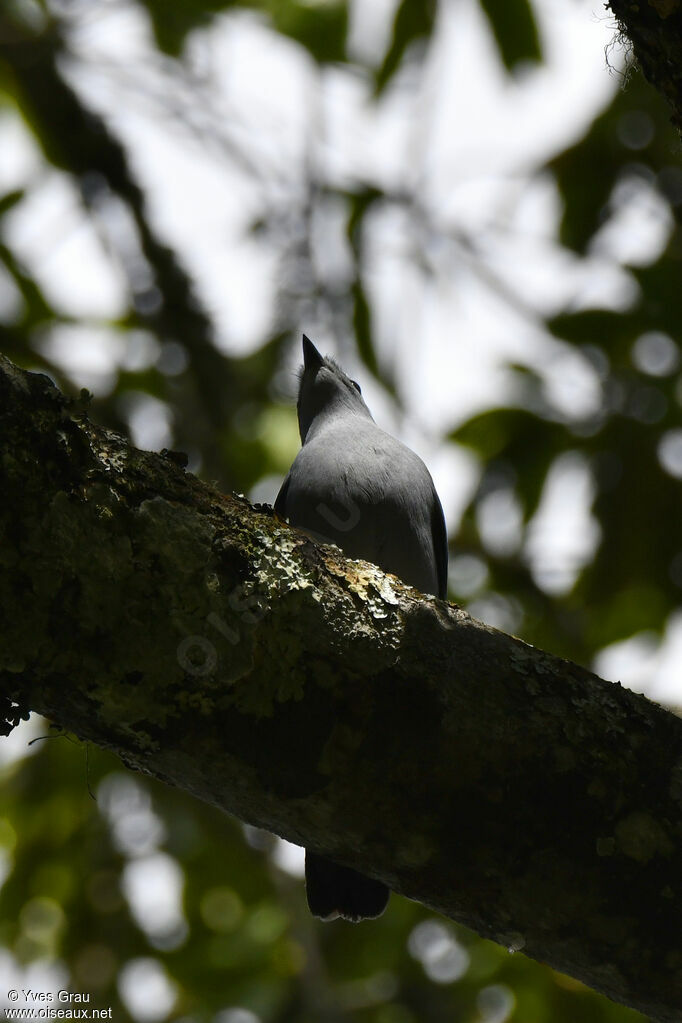 Échenilleur gris