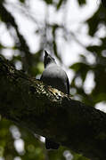 Grey Cuckooshrike