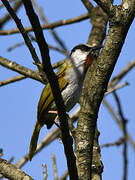 Grey-capped Warbler